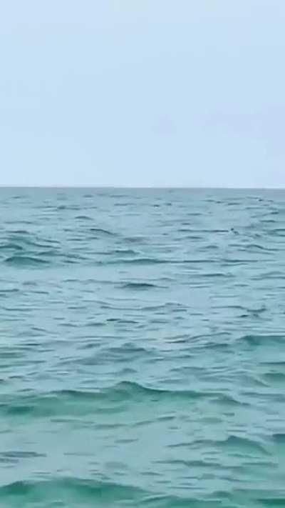 🔥 Pink Dolphins. (Indo-Pacific Humpback)