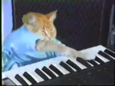 Cat playing piano