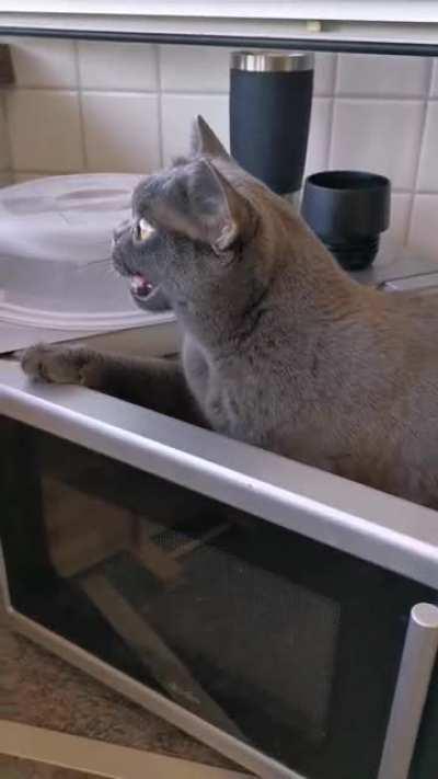 Lilo yells at birds all day. If you guys like her I can post more of her yelling!