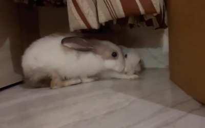 Getting all comfy for sleeping after eating, with my buddy :)