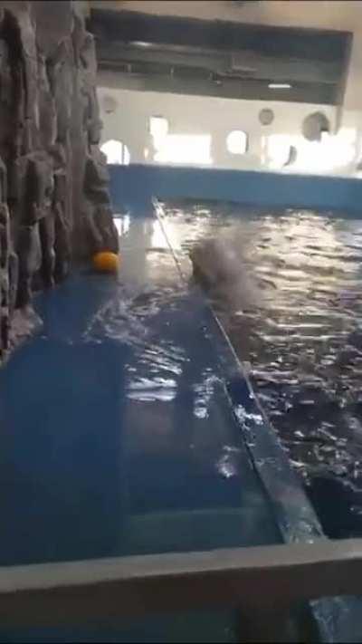 Beluga Whale Uses Hydro Blast to Retrieve Toy