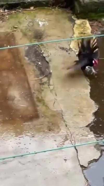 No!! mataron al Brayan!! No te tokaba Krnal!! 😢