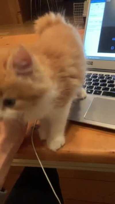 Meatball, baby. Please. I’m trying to write my thesis.