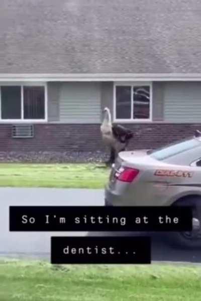 Resisting arrest