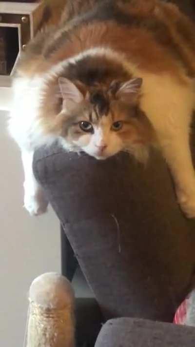 My housemate’s cat is another level of chonk