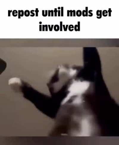 Ha ha funny repost kitty kitty katty