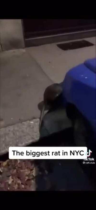 This rat in NYC