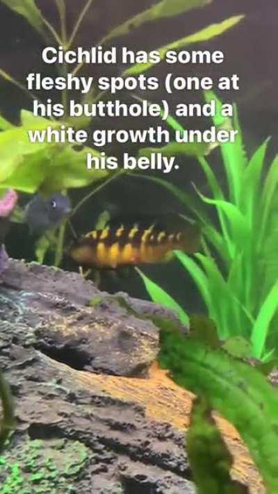 Help — Cichlid has fleshy spots with a white growth