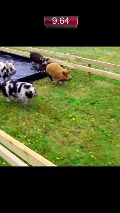 One of the best comebacks of all time! 🐷🔥