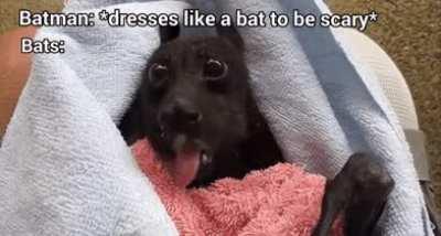 Ya sure about that Bruce?