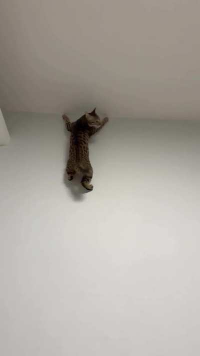 Spider cat