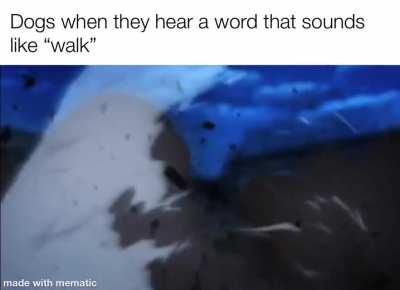 Fastest dog in the West