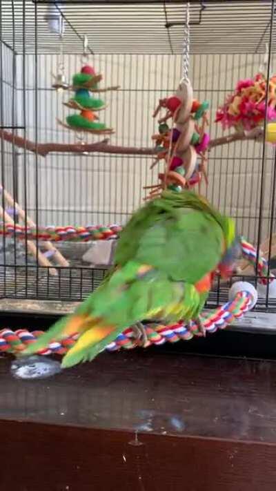 ⭐️If you’ve never seen a lorikeet excited⭐️This is Leia in my budgies cage!!!!!!