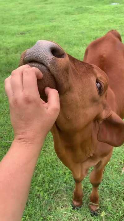 Who doesn’t love some good chin scritches