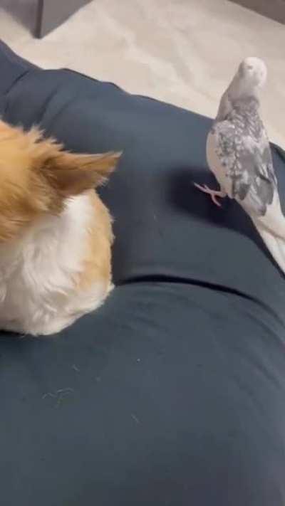 Doggy does not seem to be amused by roommate's 'Jingle Bells' cover