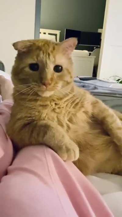 Mr. Willis, A Sickly Senior Cat, Gets Adopted and Is Transformed