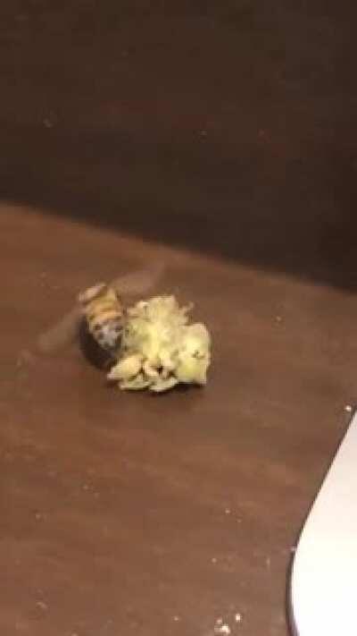 Bee found the weed. Xpost from r/funny
