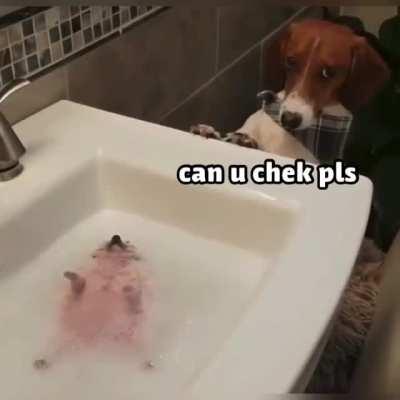 I didn't notice the hedgehog at first