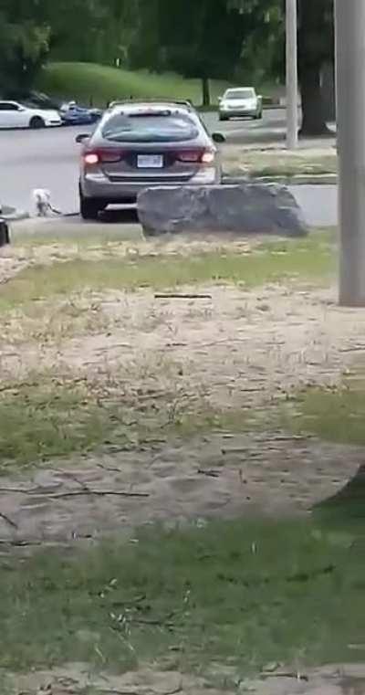 ....to take the dog for a walk in the park