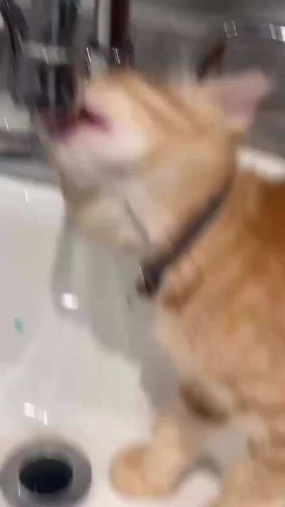 The main ones in the family