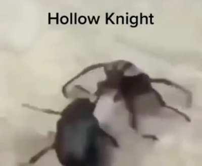 Jueguen hollow knight mierda