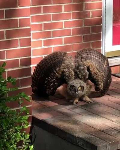 You’re coming home and get greeted by this owl. What do you do?