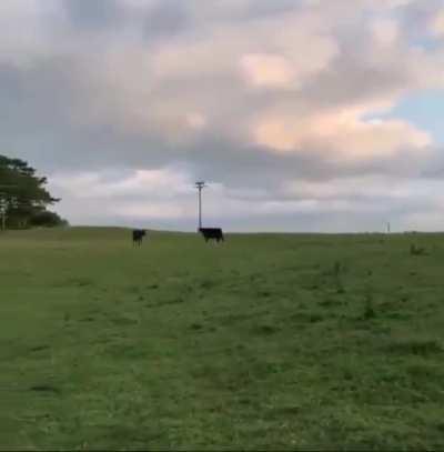 The other night I saw this cow run to catch up with her friend (also a cow) who was waiting for her