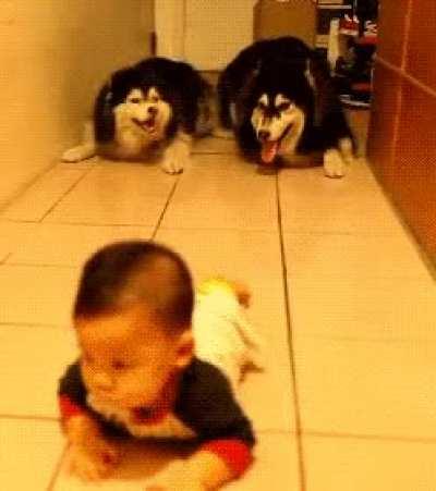 tWo vIcIoUs bEaStS HuNt dOwN A DeFeNsElEsS BaBy