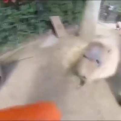 Chad feeds fellow chad