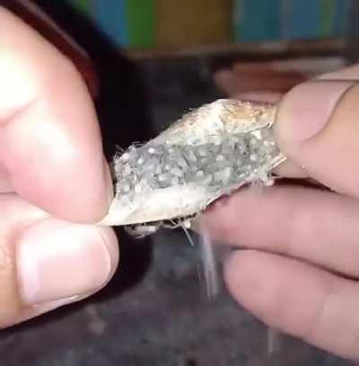 Baby spiders crawling out of their egg sack