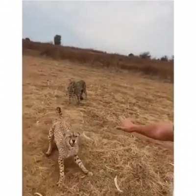 The curlier the mustache, the stronger the Force Push