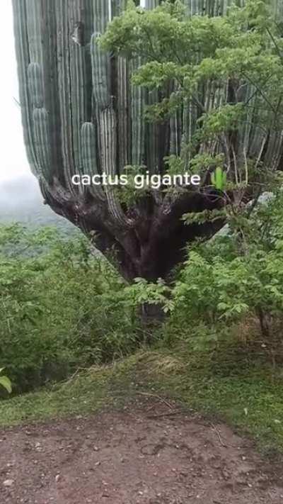 🔥 This very tall cactus 🔥