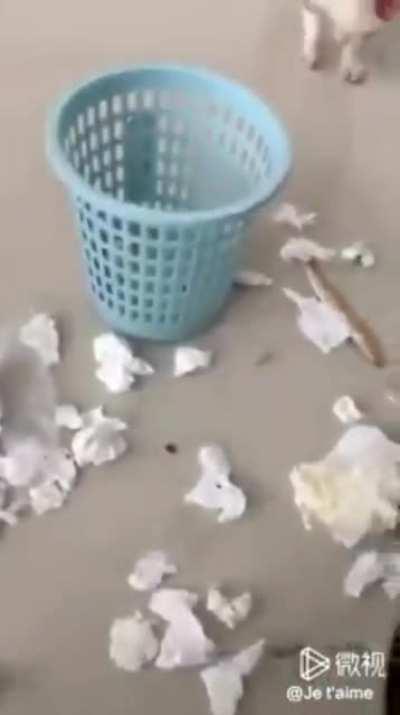 Puppy yes yes yes nos