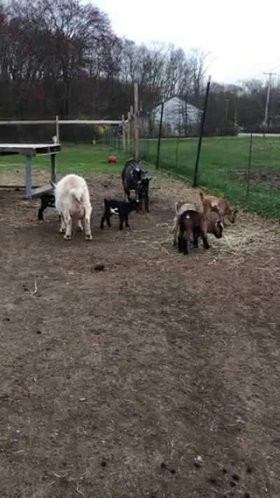 Sharing some of our (Scituate)countryside Joy in the form of some kids playing around