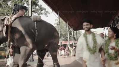 Elephant attacks during marriage photo shoot.
