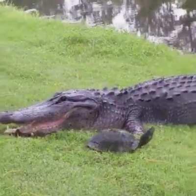 🔥 turtle narrowly avoids becoming this gators next meal 🔥