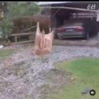 does anybody know the origin of this video like who posted it originally and whatever the fuck that thing was ???