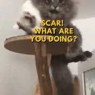 The Lion King we deserve.