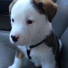 Pupper is confused by his own hiccups