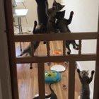 Meowmania! - Excitement grows for cat party in Brooklyn!