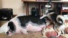 dog tries to wake up sleeping pig