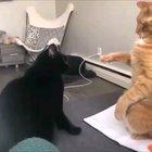shocking video of a cat exorcising another cat