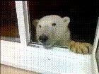 Man feeding a polar bear at his window.