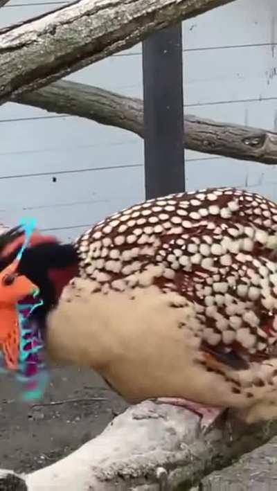 🔥 A Cabot's Trapogan doing its display ritual