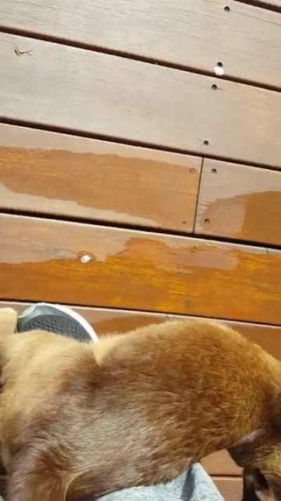 The most aggressive meow I've ever encountered.