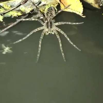 🔥 Fishing spider of Dolomedes genus grabbing leaves assuming it's prey,and having a hard time hunting...