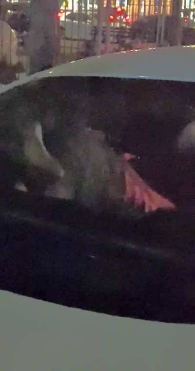 Still can’t believe it’s been a year now since I Cucked my BF for the first time ever in the back of this guys car I met at the club and now we both fantasize about it happening again soon!