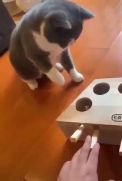 Cat enjoying playing this game.