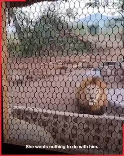 Trying to get a morning coffee with a massive lion staring you down through an open window.