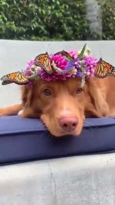 That's a lot of sweetness right there.